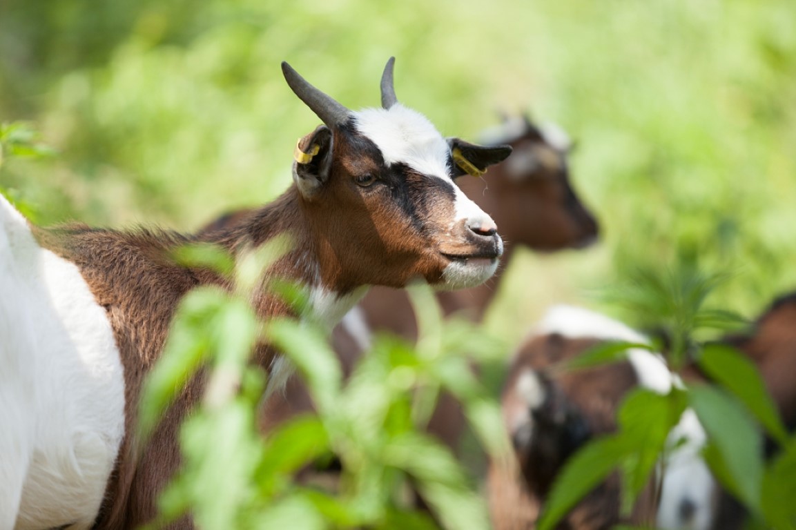 Bild von Liebesdorf 5